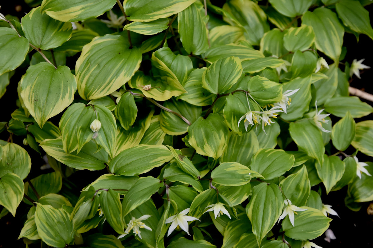 Disporum smilacinum &#39;Ki no Tsukasa&#39;  (Gold Edge Fairy Bells)