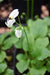 Dodecatheon dentatum (White Shootingstar)