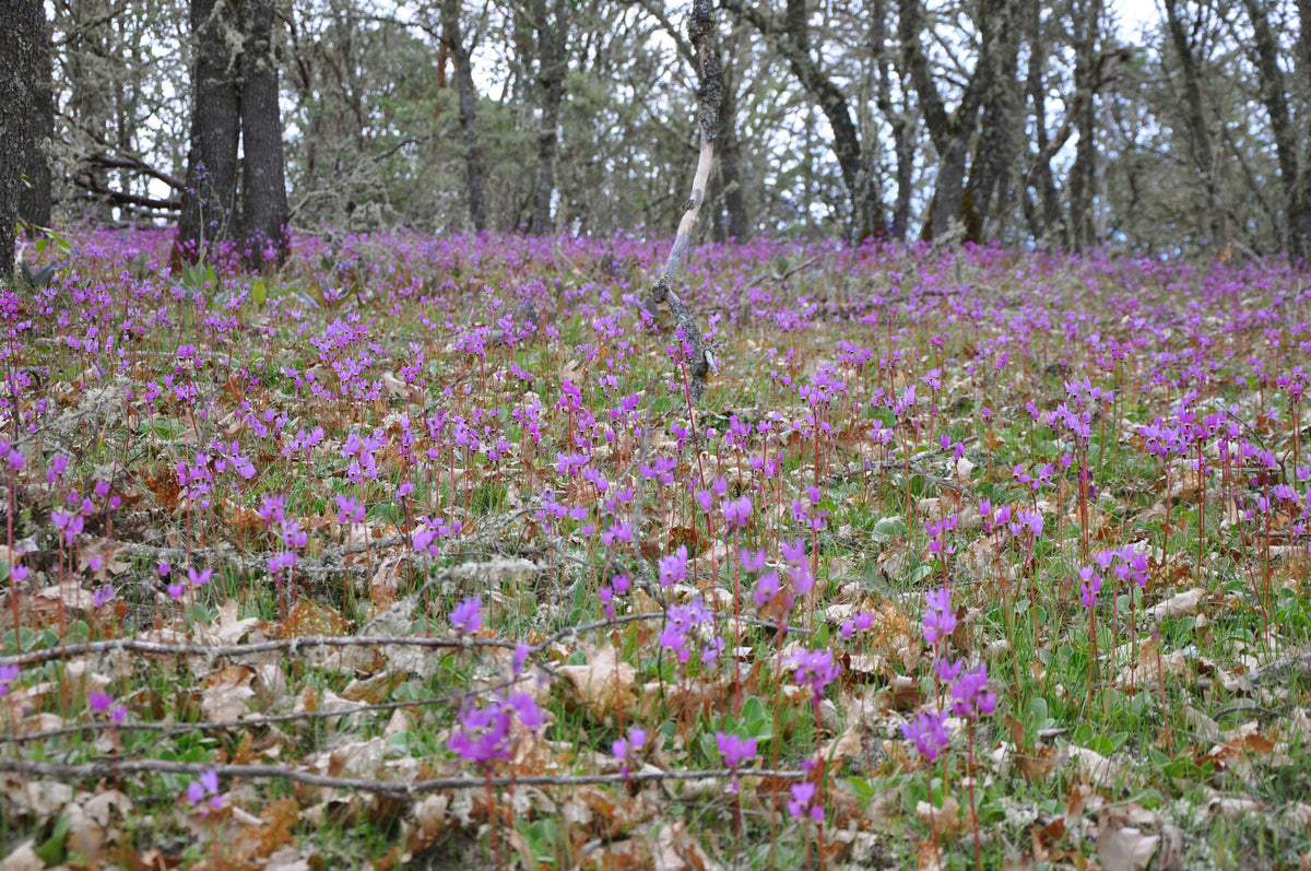 Dodecatheon hendersonii (Broad Leaved Shooting Star)