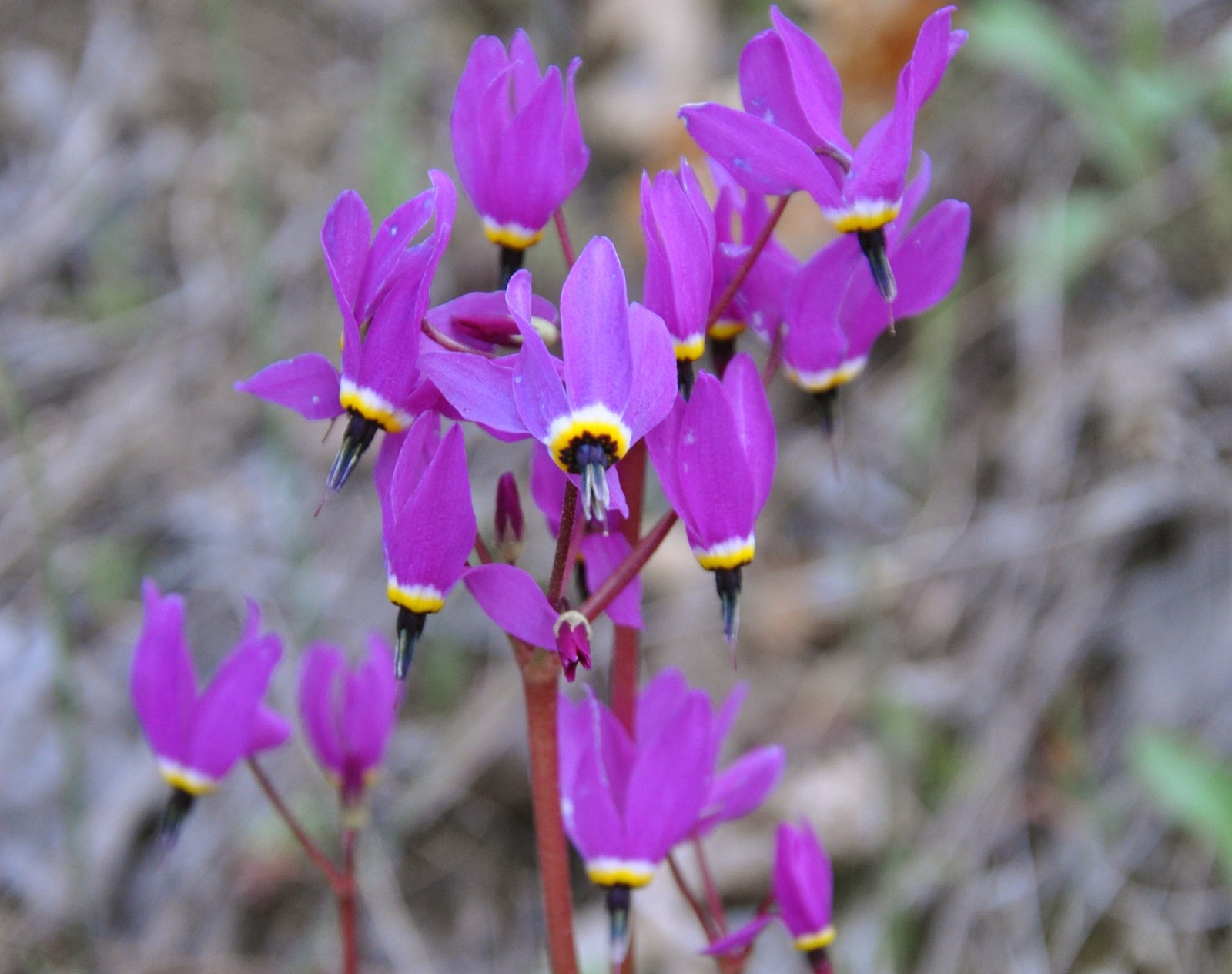 Dodecatheon hendersonii (Broad Leaved Shooting Star)
