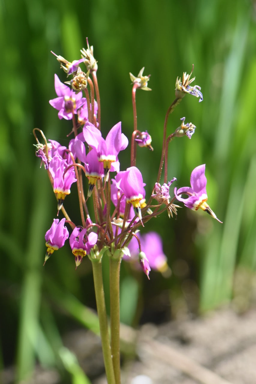 Dodecatheon meadia  (Shootingstar)