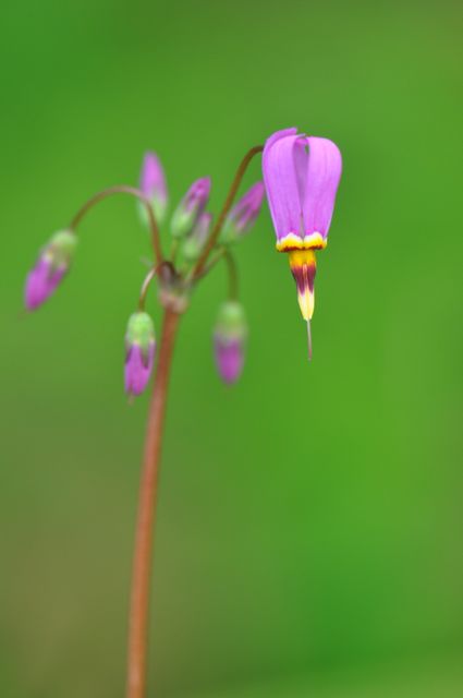 Dodecatheon pulchellum &#39;Red Wings&#39; (Shooting Star)