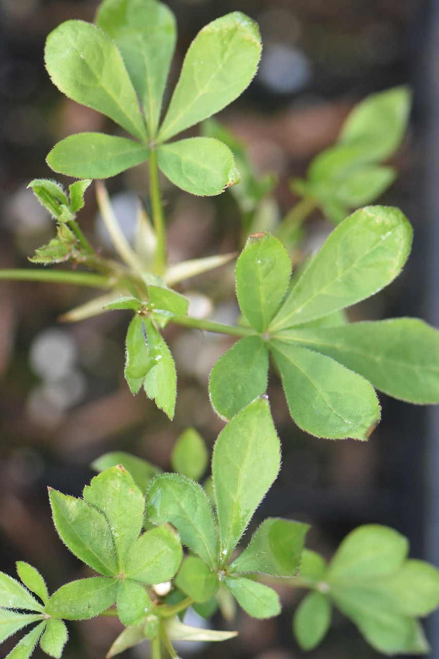 Eleutherococcus senticocus (Siberian Ginseng)