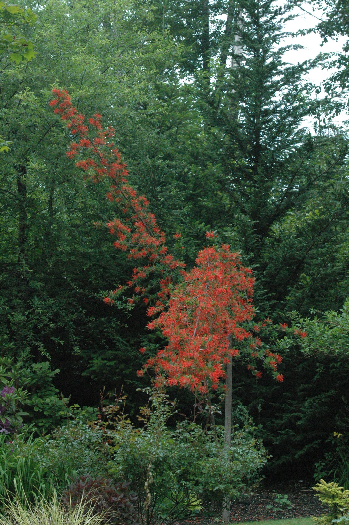 Embothrium coccinium (Chilean Firebush)