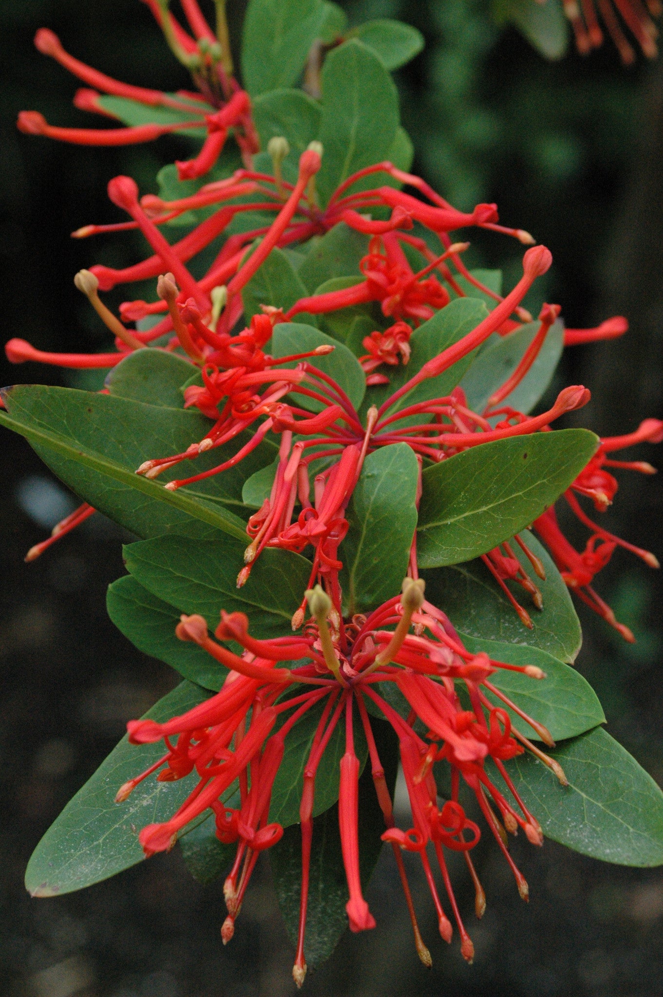 Embothrium coccinium RCH395 (Chilean Firebush)