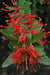 Embothrium coccinium RCH395 (Chilean Firebush)