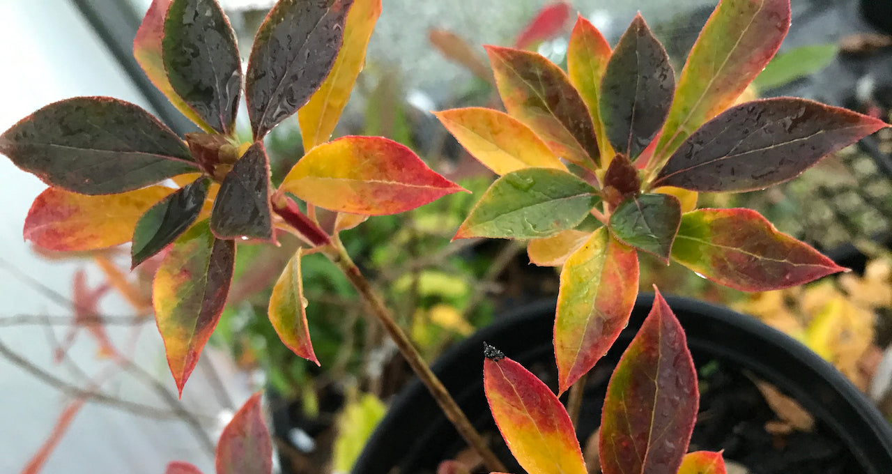 Enkianthus campanulatus 'Kisoji No Haru' (Furin-Tsutsuji)