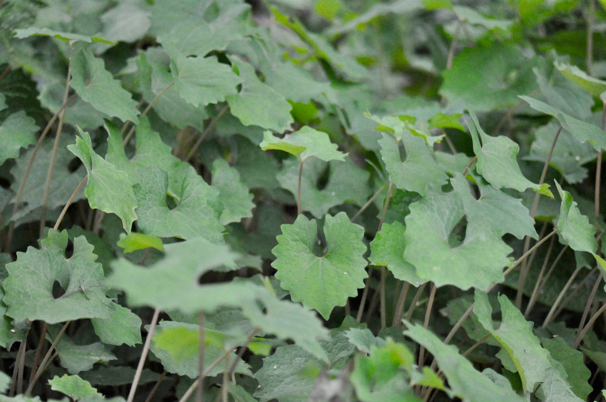 Eomecon chionantha (Snow Poppy)