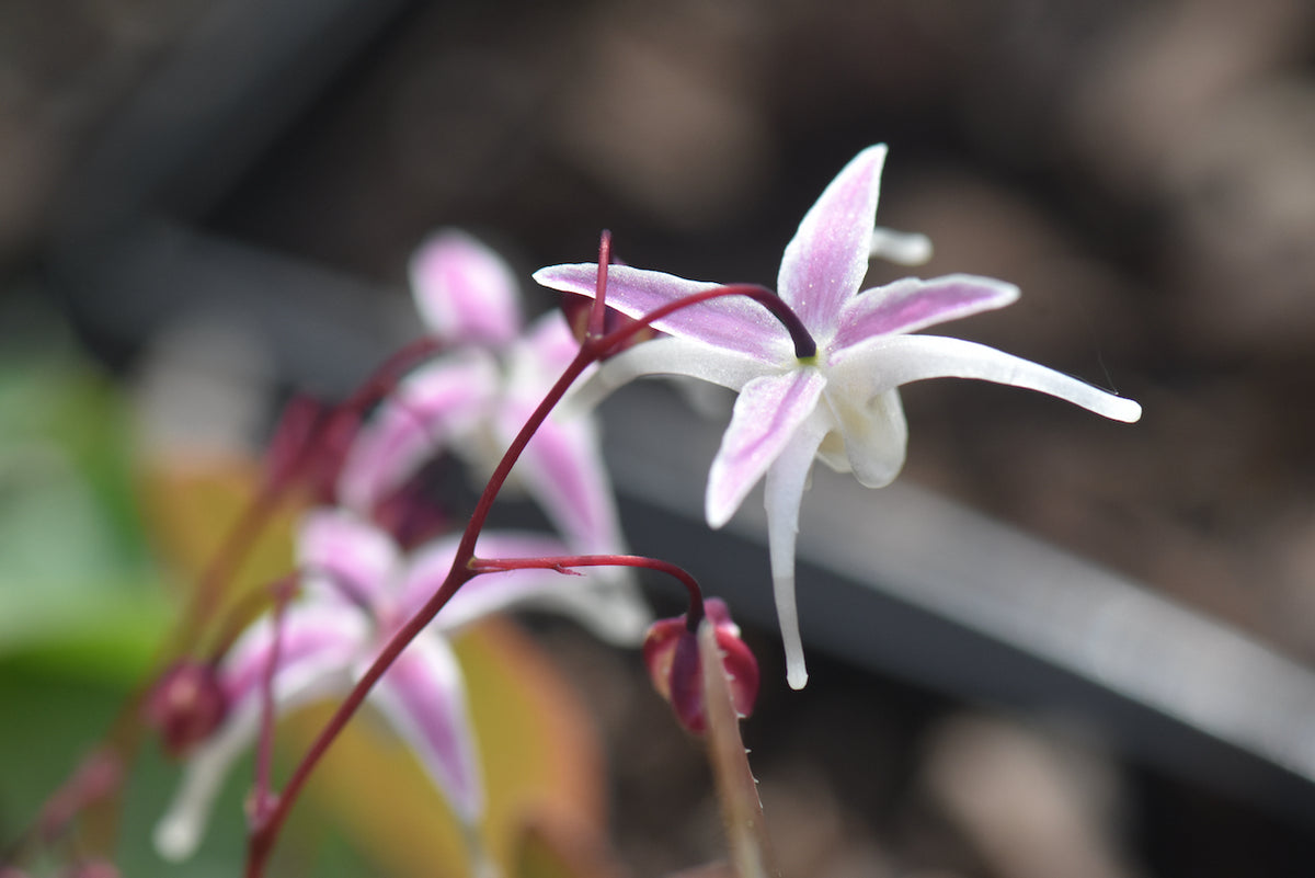 Epimedium &#39;Hagoromo&#39; (Bishop&#39;s Hat)