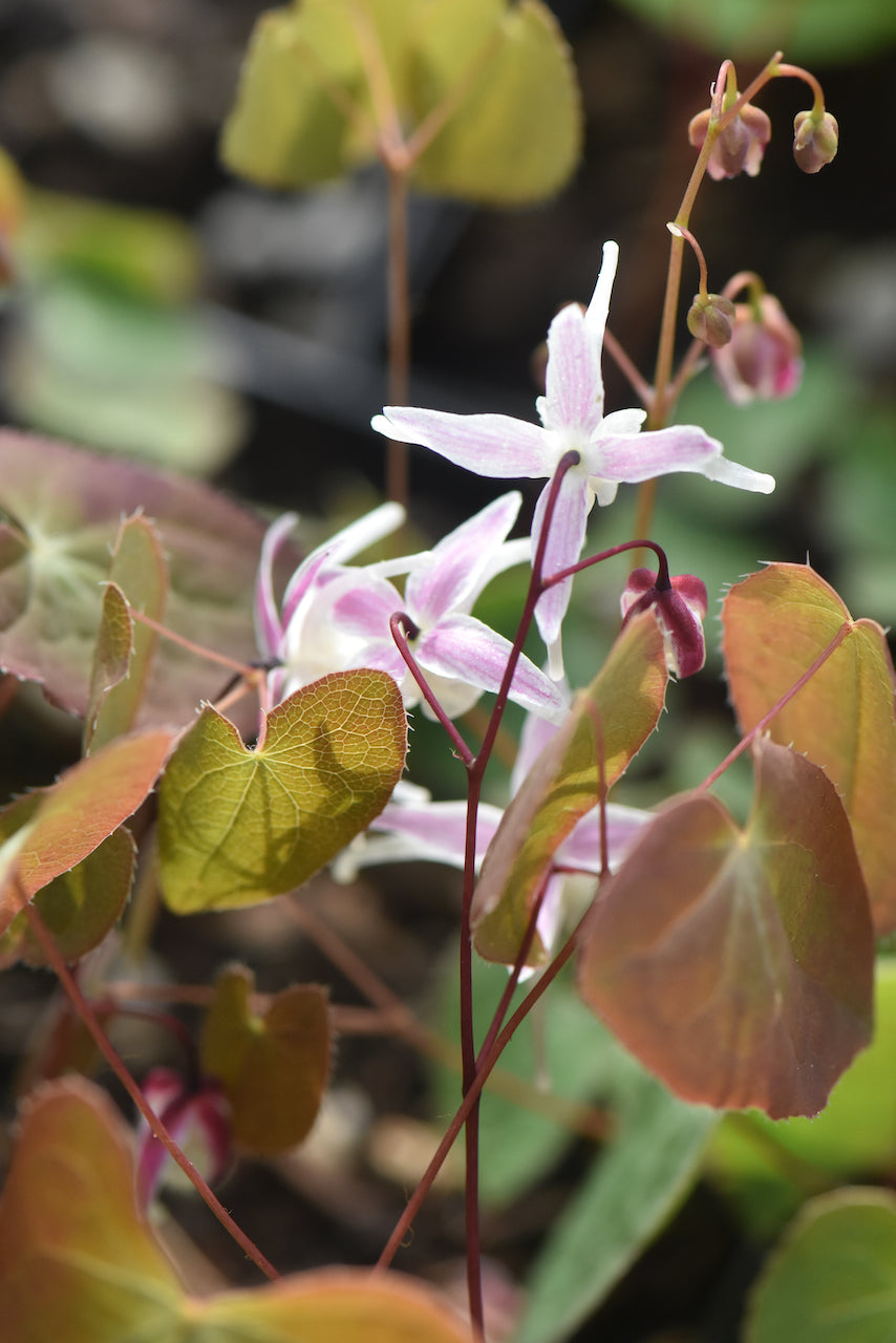 Epimedium 'Hagoromo' (Bishop's Hat)