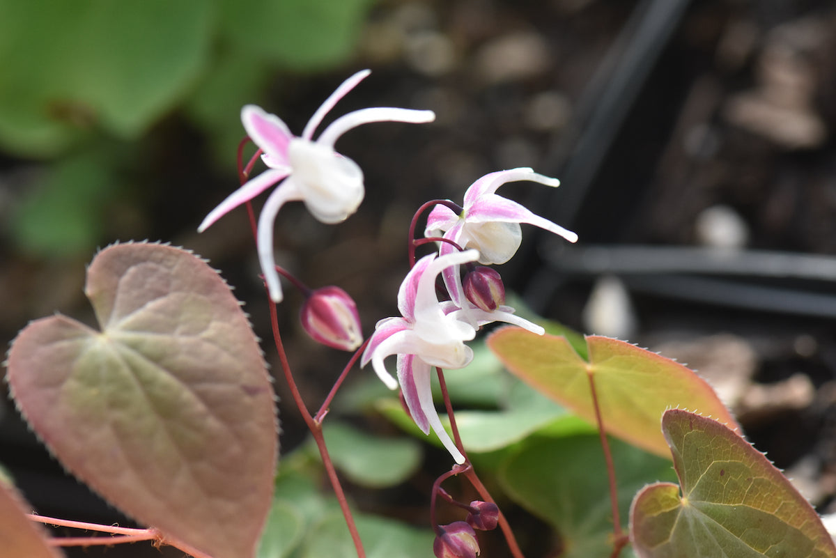 Epimedium &#39;Hagoromo&#39; (Bishop&#39;s Hat)