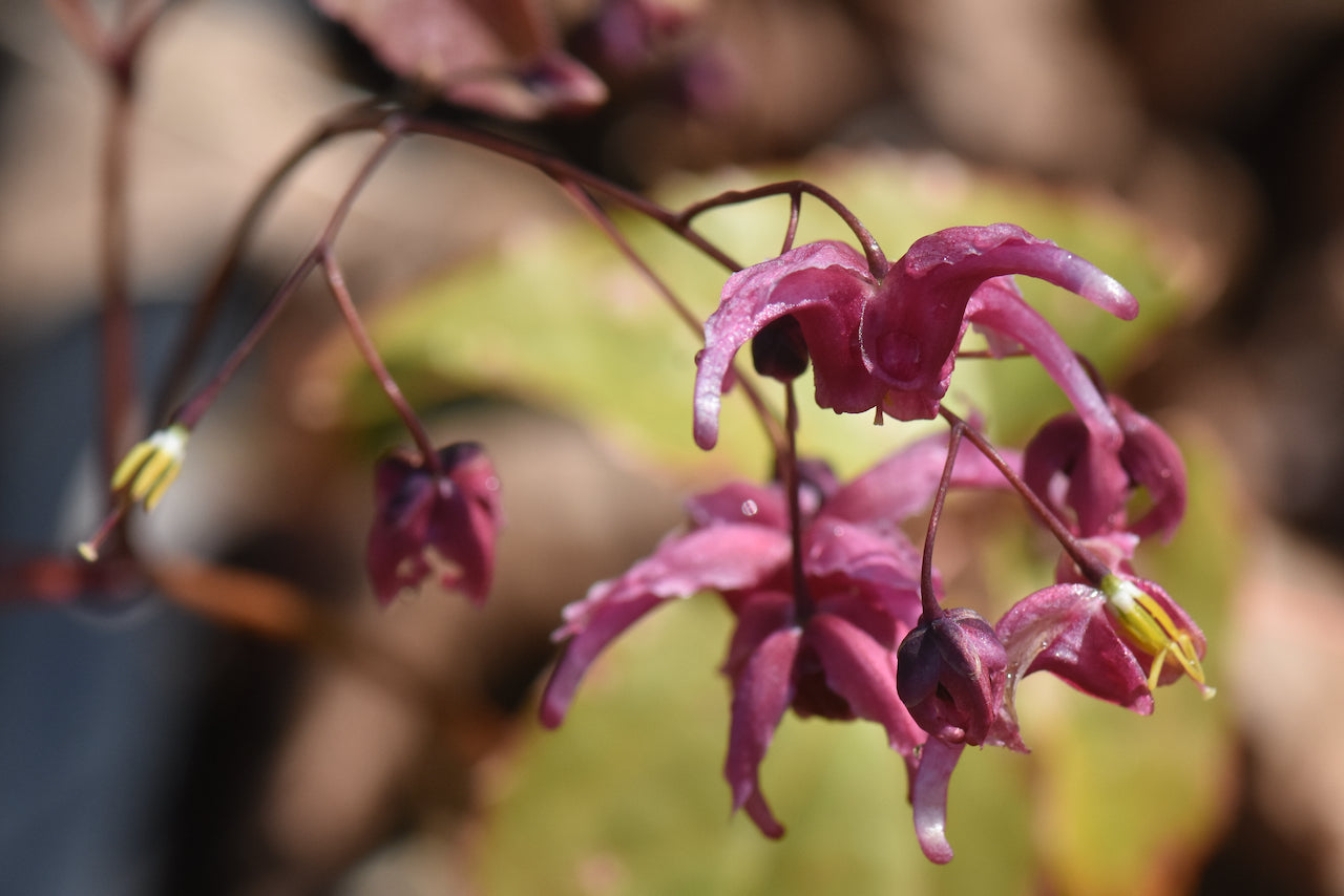 Epimedium 'Hot Lips'  (Hybrid Epimedium, Fairy WIngs, Bishop's Hat)