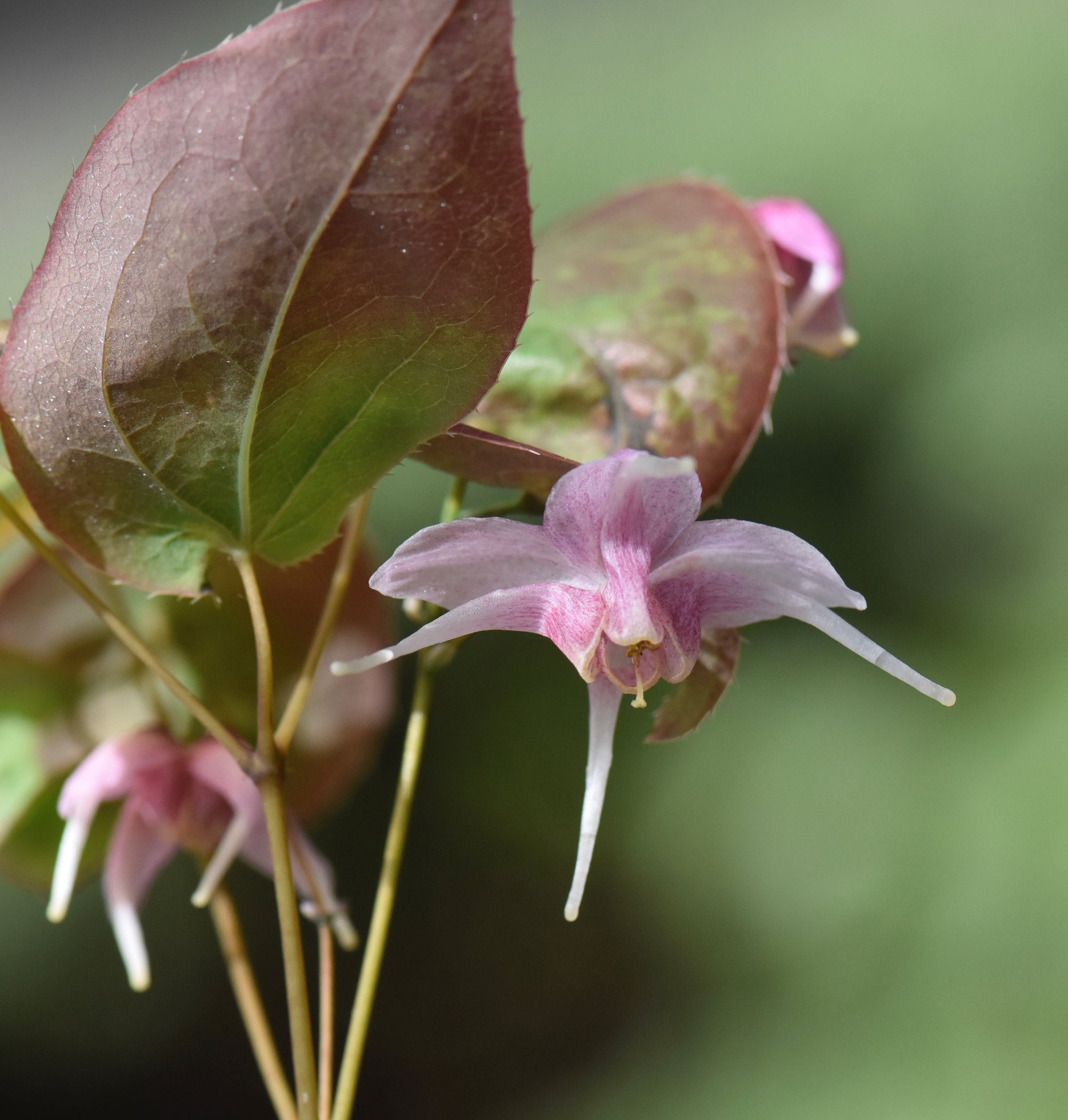 Epimedium 'Pretty in Pink' (Fairy Wings)