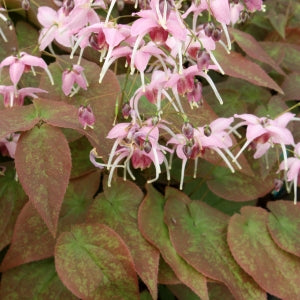 Epimedium &#39;Pretty in Pink&#39; (Fairy Wings)