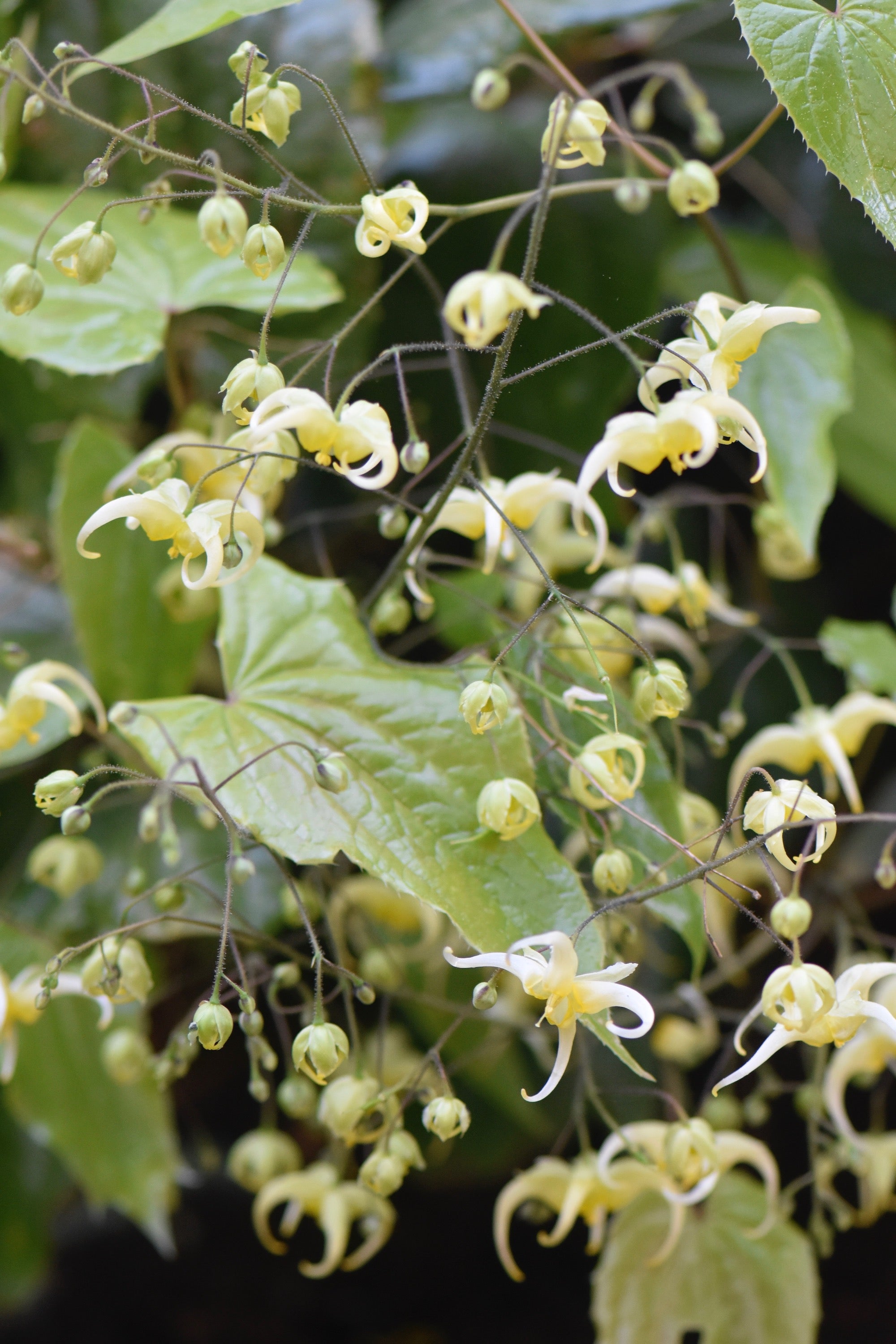 Epimedium sp. nov. 'Simple Beauty' (Simple Leaved Barrenwort)