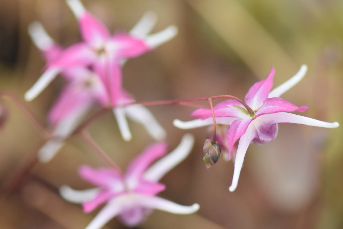 Epimedium &#39;Tama-no-Genpei&#39;  (Bishop&#39;s Hat)