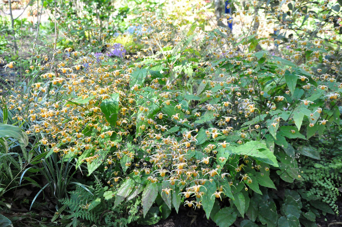 Epimedium &#39;Amber Queen&#39; PP17,197 (Amber Queen Fairy Wings)