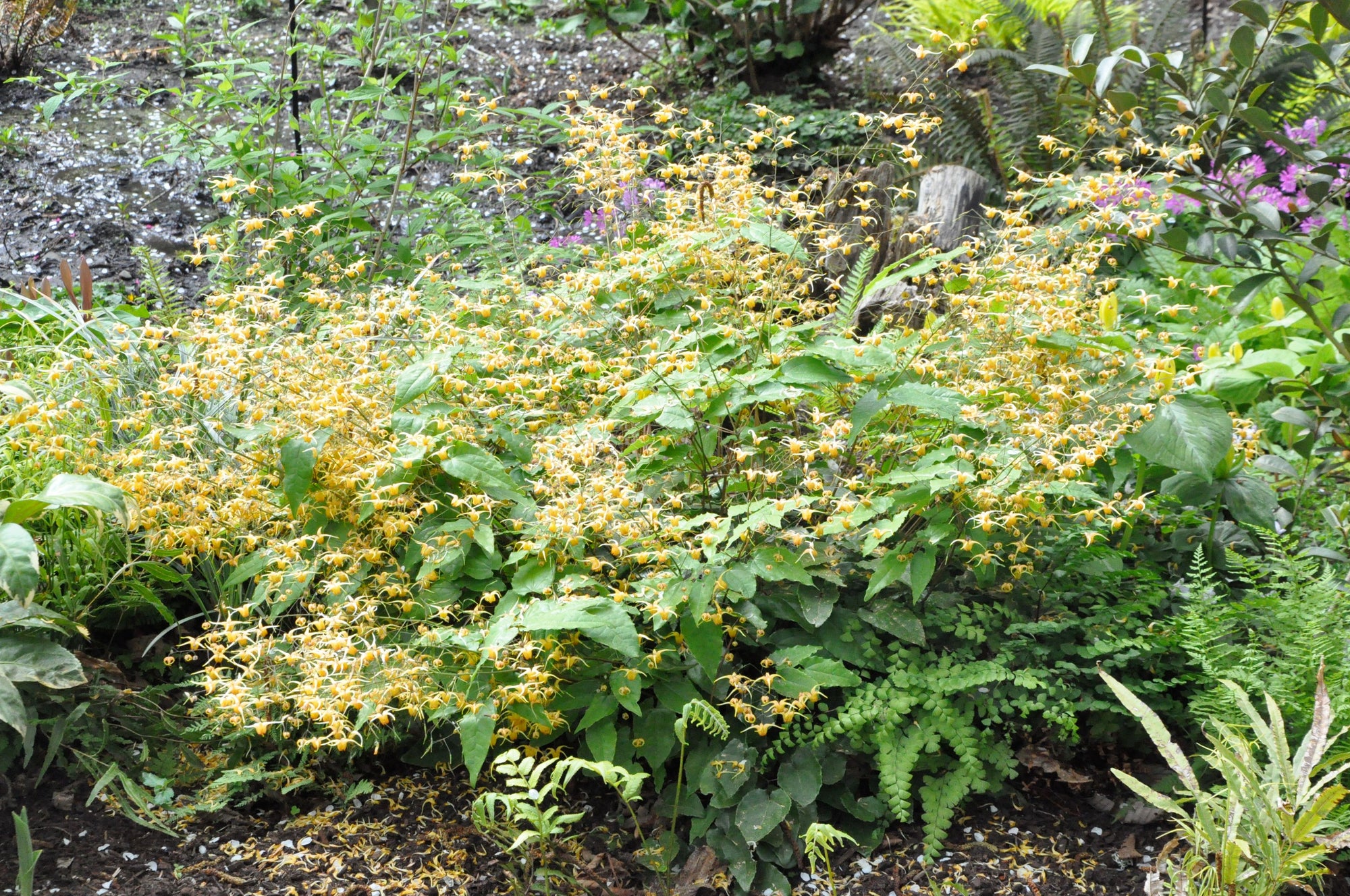 Epimedium 'Amber Queen' PP17,197 (Amber Queen Fairy Wings)