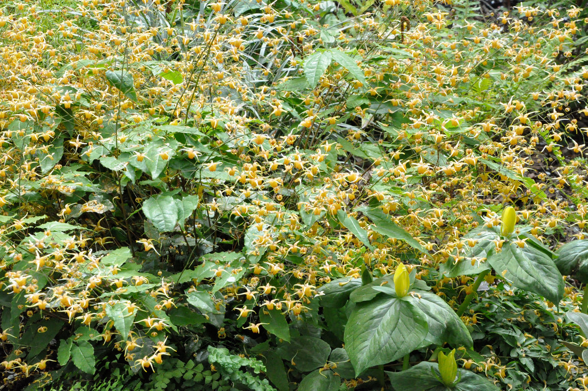Epimedium &#39;Amber Queen&#39; PP17,197 (Amber Queen Fairy Wings)
