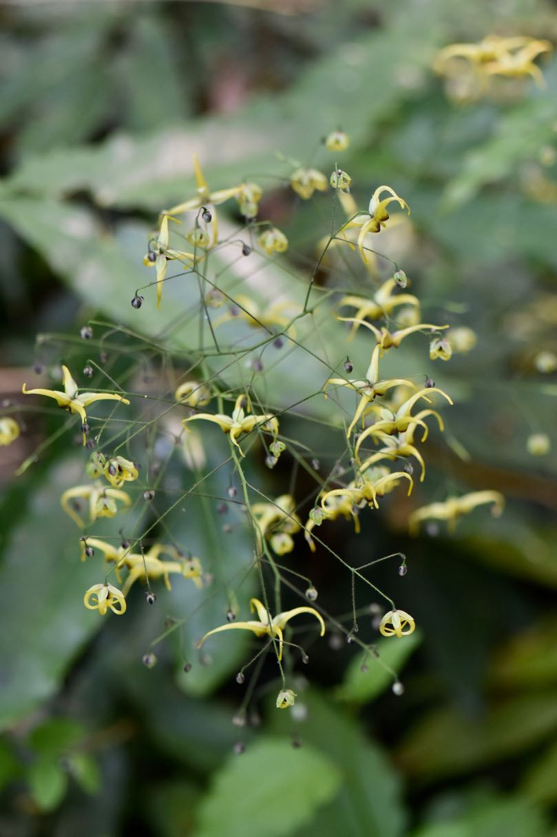 Epimedium sp. nov. &#39;Caramel&#39;  (Caramel Fairy Wings)