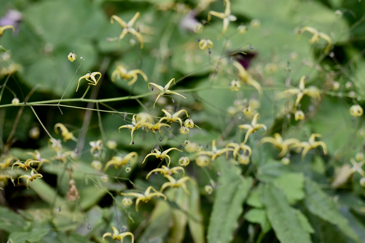 Epimedium sp. nov. &#39;Caramel&#39;  (Caramel Fairy Wings)