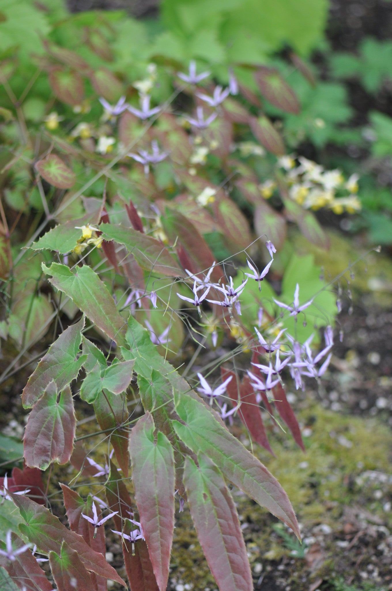 Epimedium fargesii (Fairy Wings)