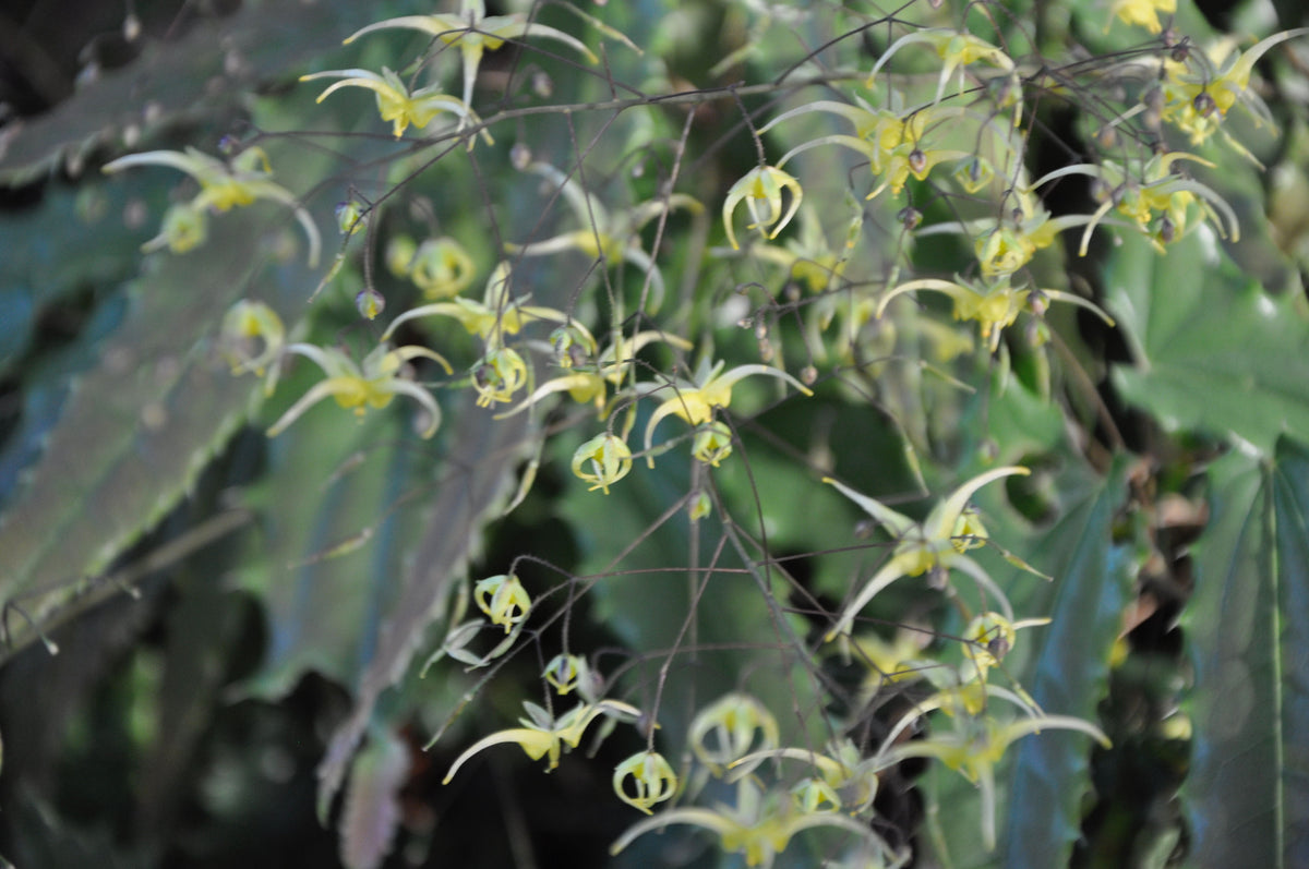 Epimedium sp. nov. &#39;Spine Tingler&#39;  (Spine Tingling Fairy Wings)