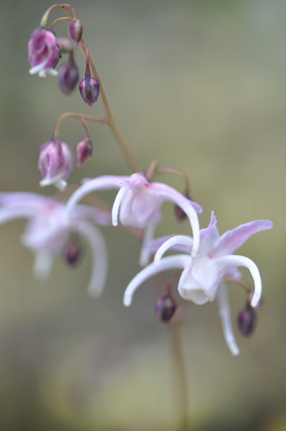 Epimedium grandiflorum 'Spring Wedding' (Barrenwort)