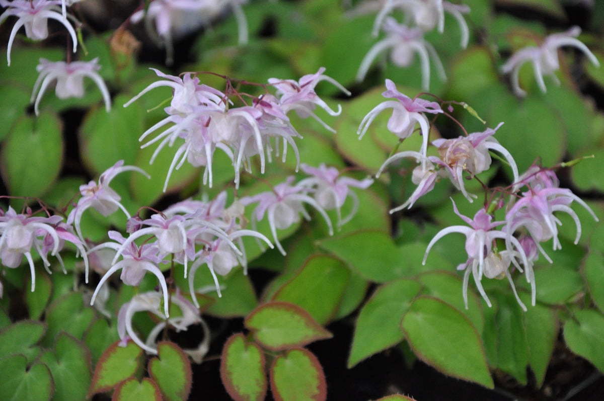 Epimedium grandiflorum 'Spring Wedding' (Barrenwort)