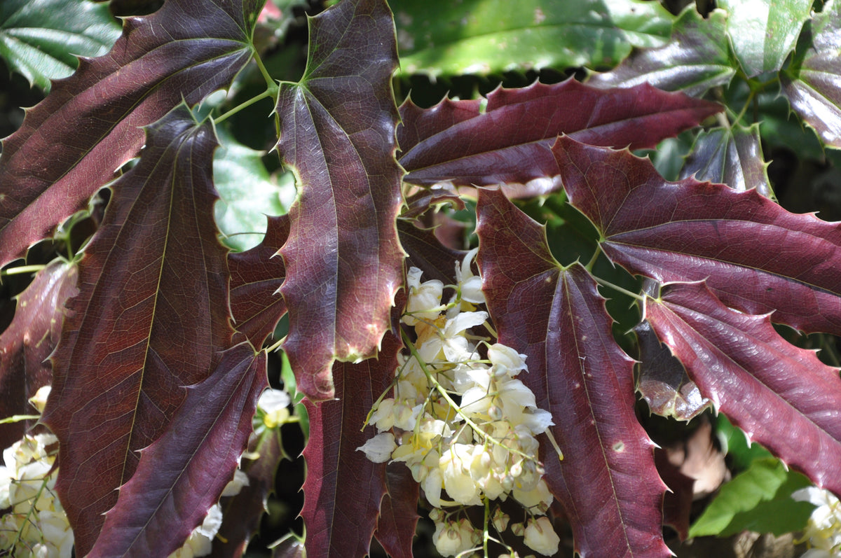 Epimedium wushanense Spiny Leaf Form (Wushan Fairy Wings)