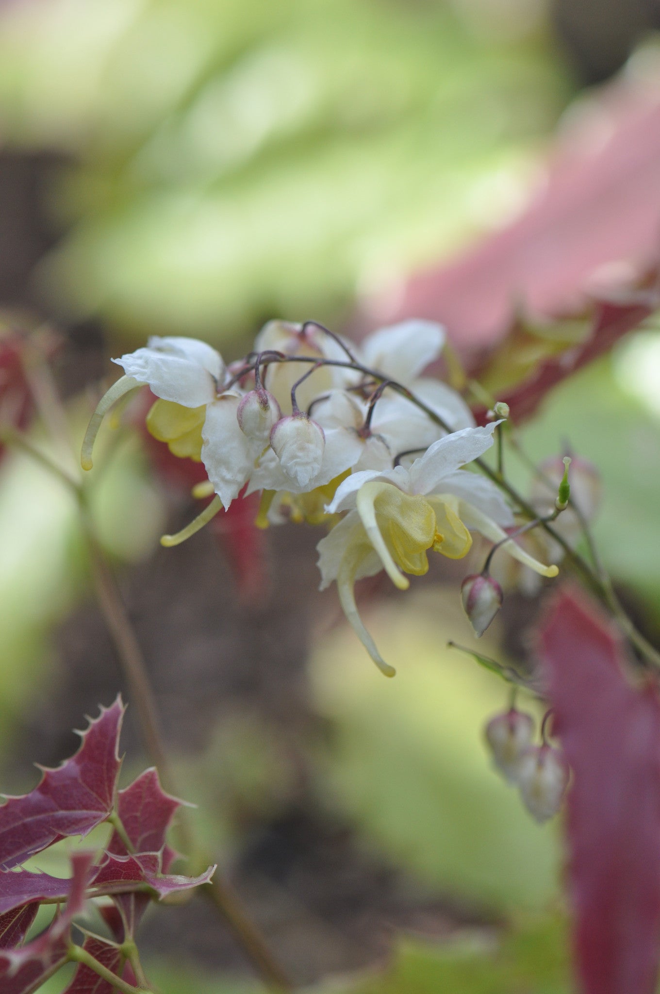 Epimedium wushanense Spiny Leaf Form (Wushan Fairy Wings)