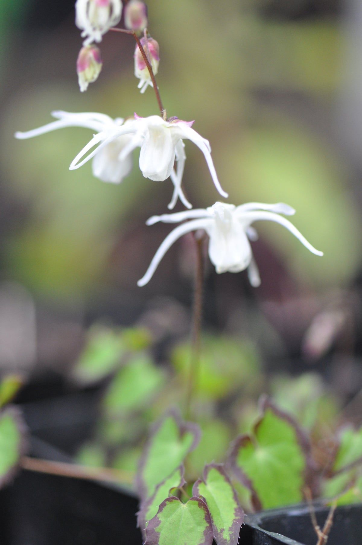 Epimedium grandiflorum var. higoense &#39;Bandit&#39; (Barrenwort)