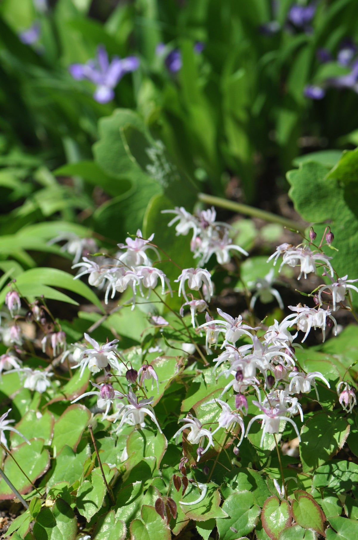 Epimedium grandiflorum 'Spring Wedding' (Barrenwort)