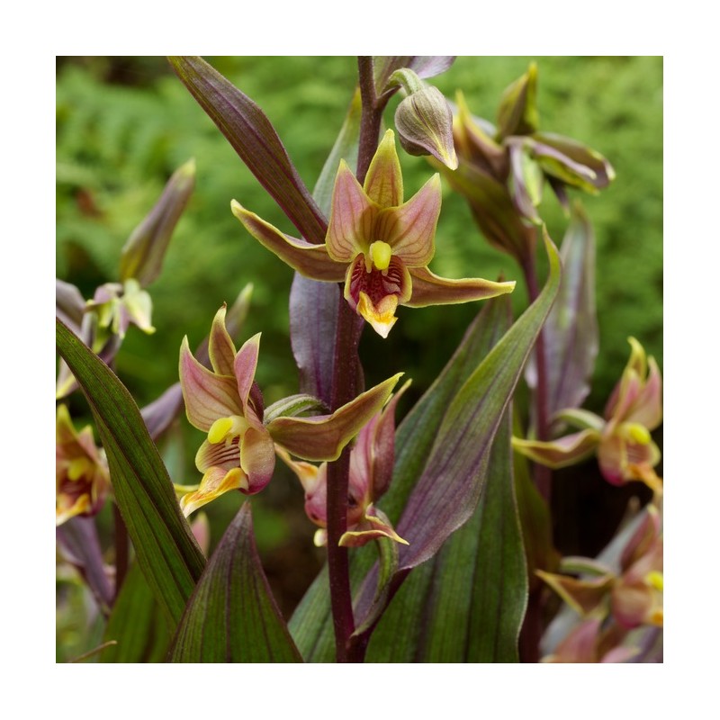 Epipactis gigantea &#39;Serpentine Night&#39; (Chatterbox, Stream Orchid)