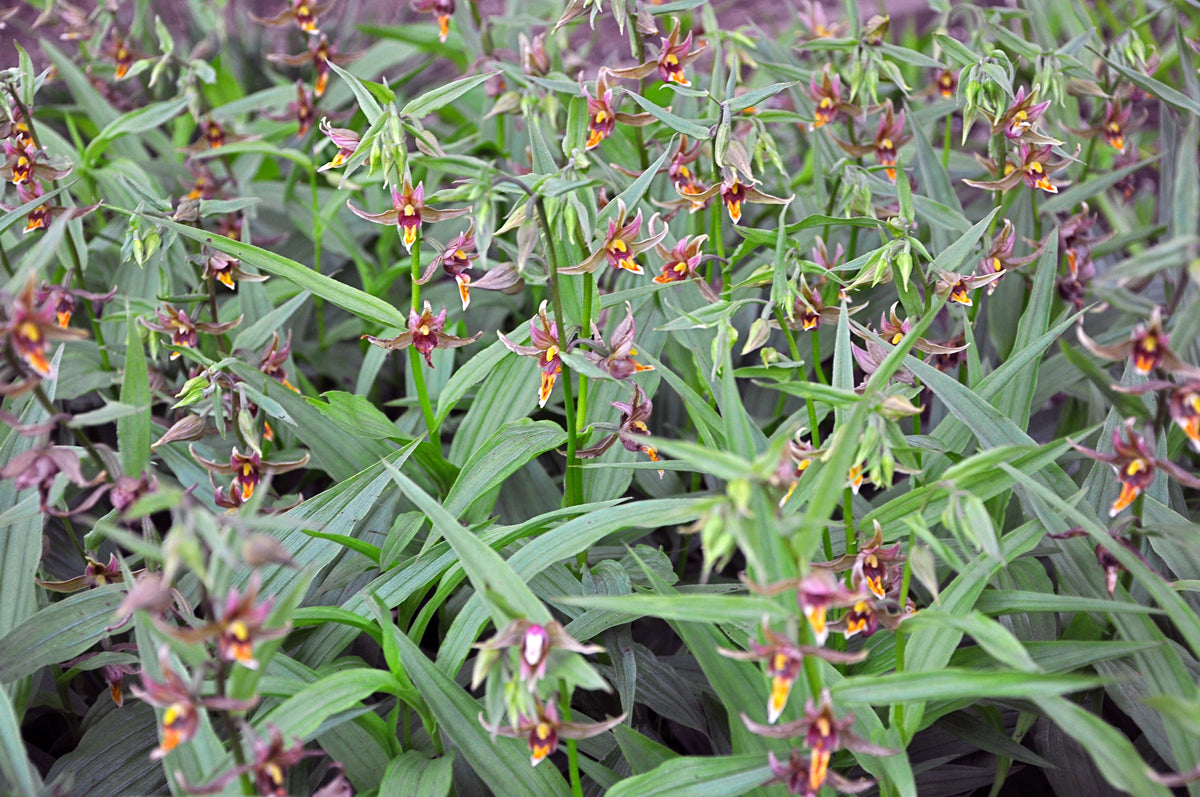 Epipactis gigantea (Stream Orchid)