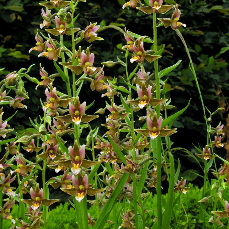 Epipactis &#39;Sabine&#39; (Stream Orchid)