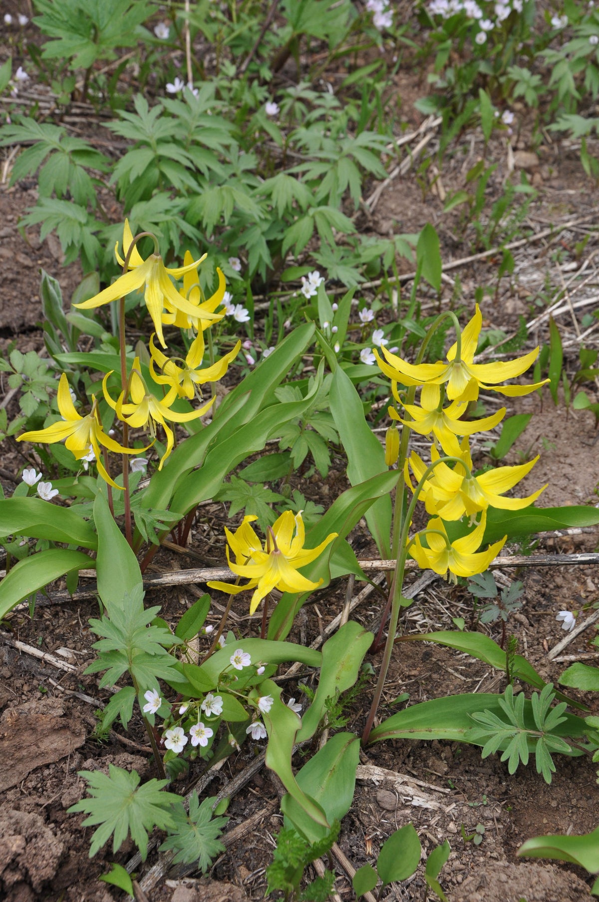 glacier lily flower Erythronium grandiflorum (Glacier Lily)