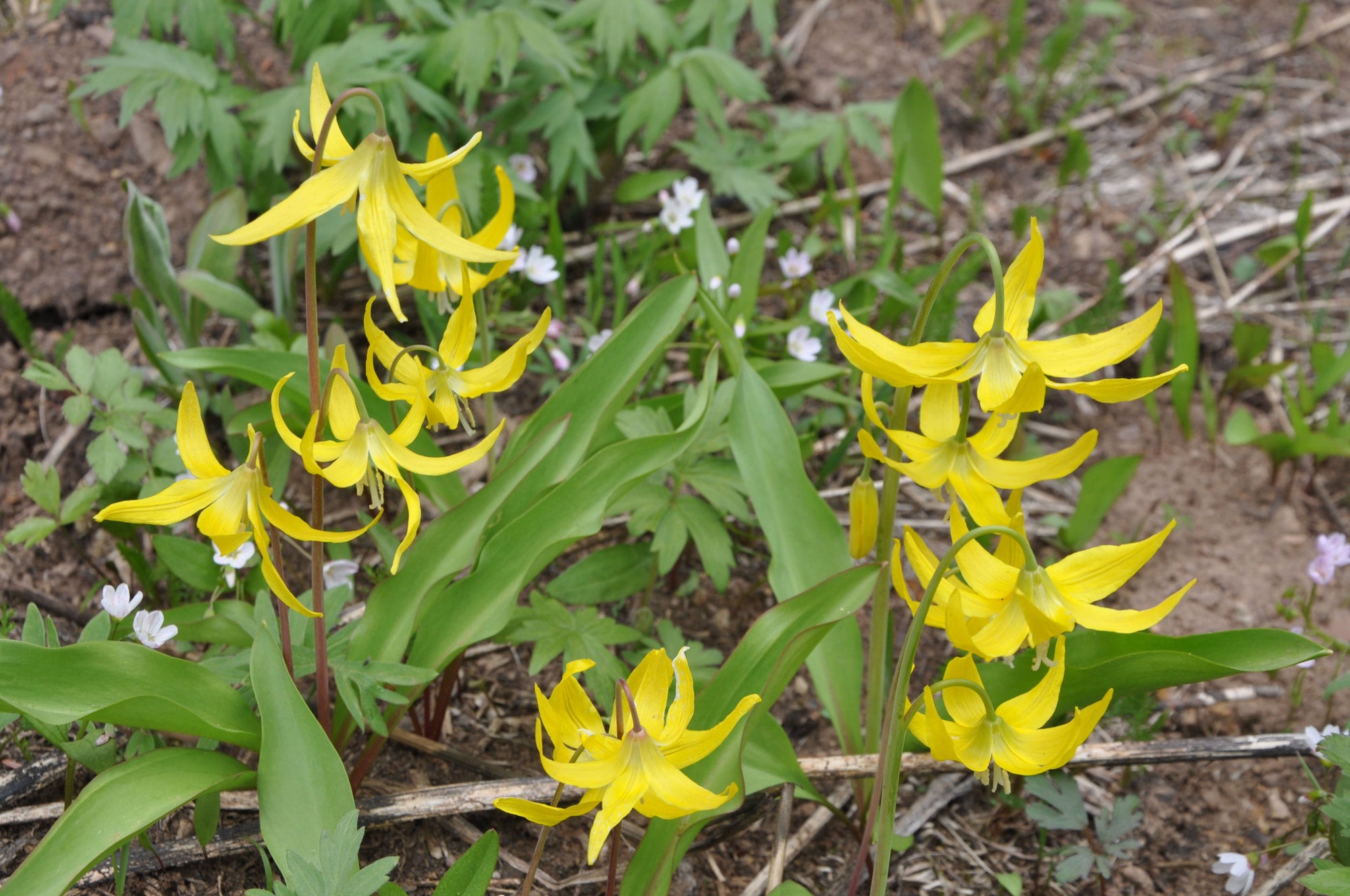 Erythronium grandiflorum (Glacier Lily)