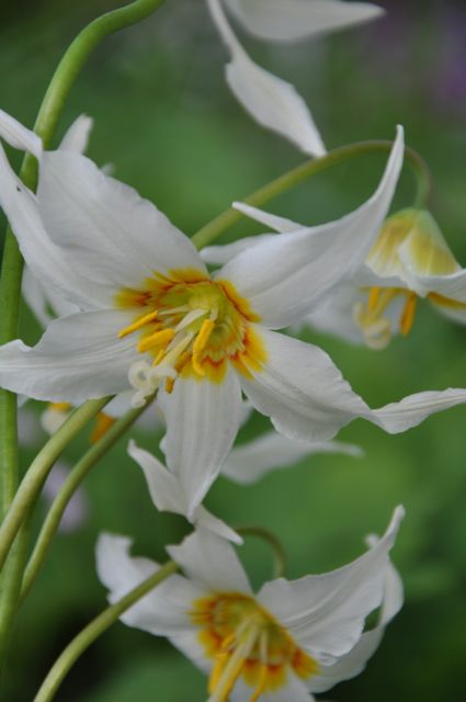 Erythronium oregonum (Dog Tooth Violet, Fawn Lily)