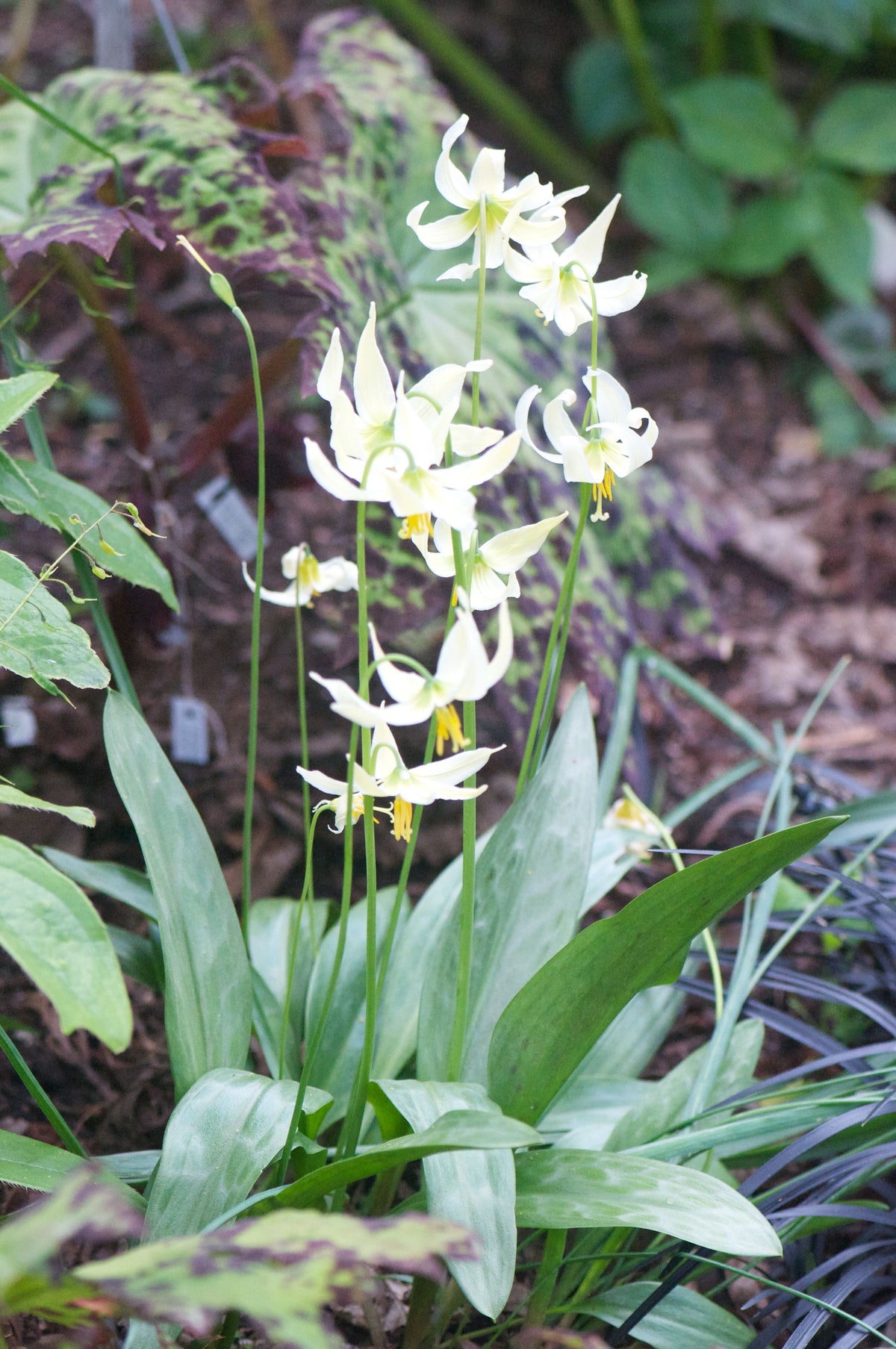 white lily hallucinogen Erythronium oregonum (Dog Tooth Violet, Fawn Lily)