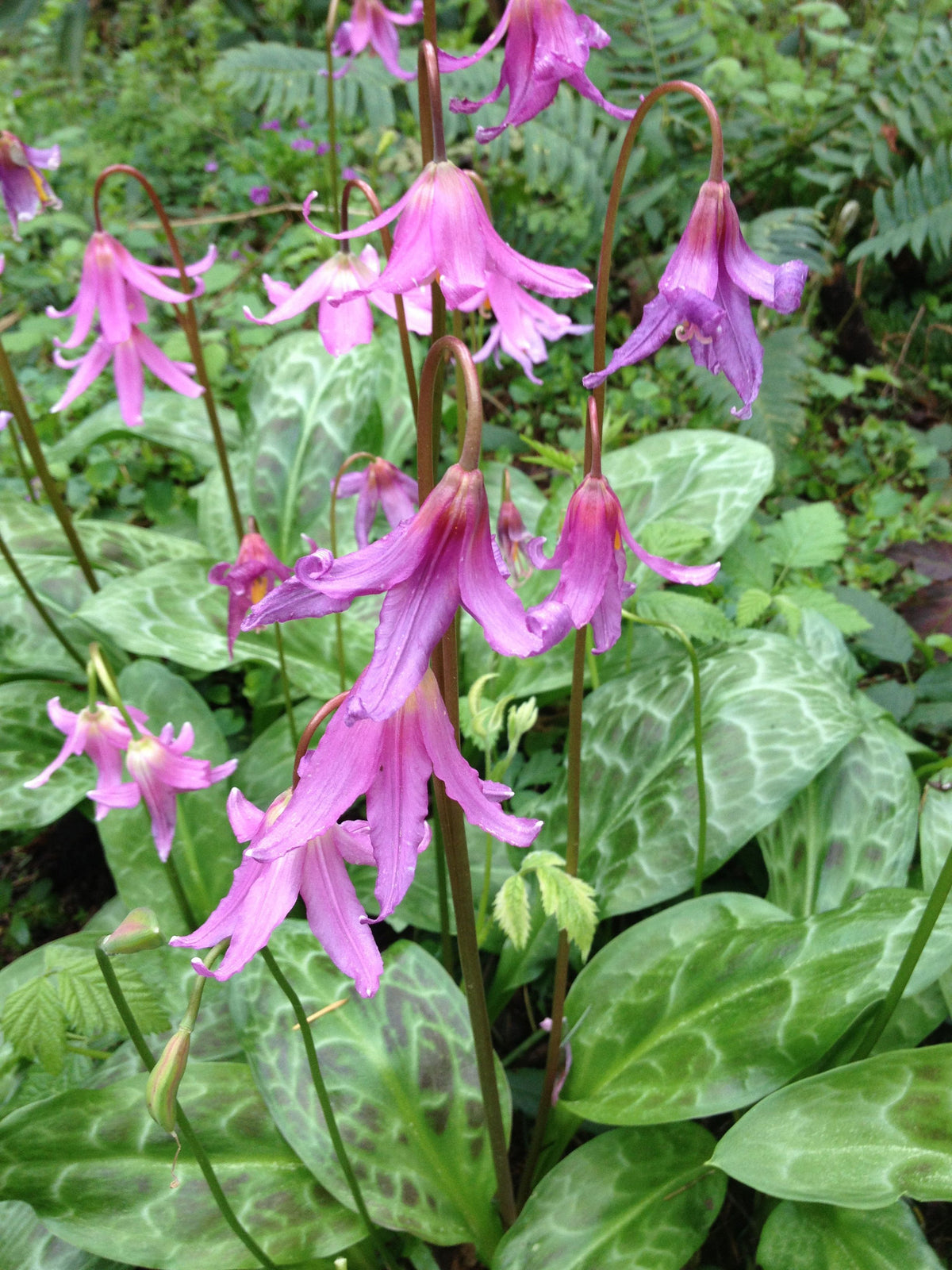 Erythronium revolutum (Dog Tooth Violet, Fawn Lily)