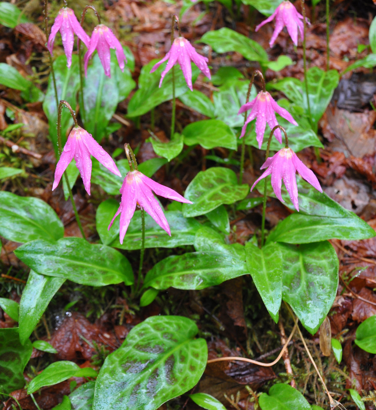 Erythronium revolutum (Dog Tooth Violet, Fawn Lily)