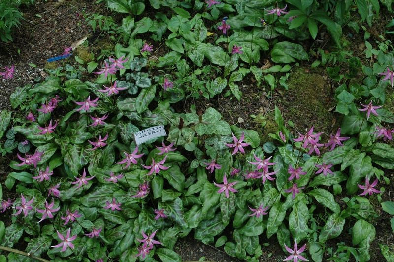 Erythronium revolutum (Dog Tooth Violet, Fawn Lily)