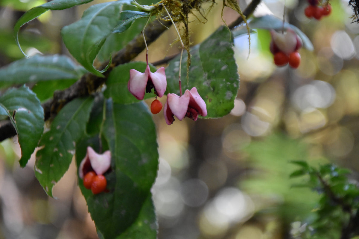 Euonymous frigidus ZHN17038 (Spindle Tree)