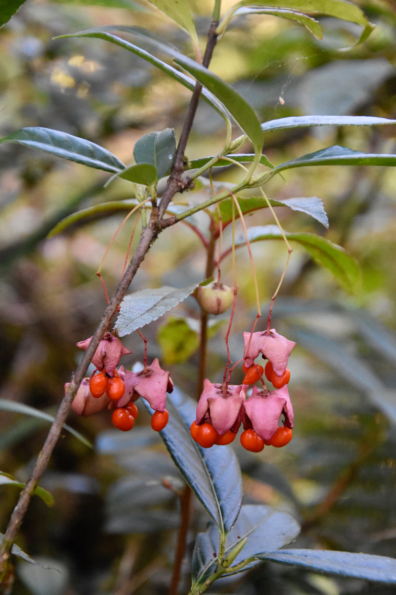 Euonymous frigidus ZHN17038 (Spindle Tree)