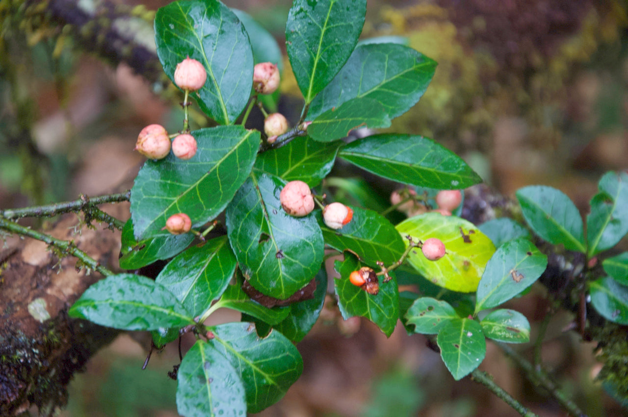 Euonymous ZHNP234 (Spindle Vine)