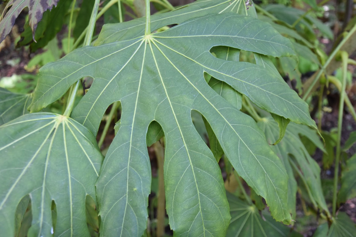 Fatsia polycarpa DJHT99009  (Taiwan Lace Fatsia)