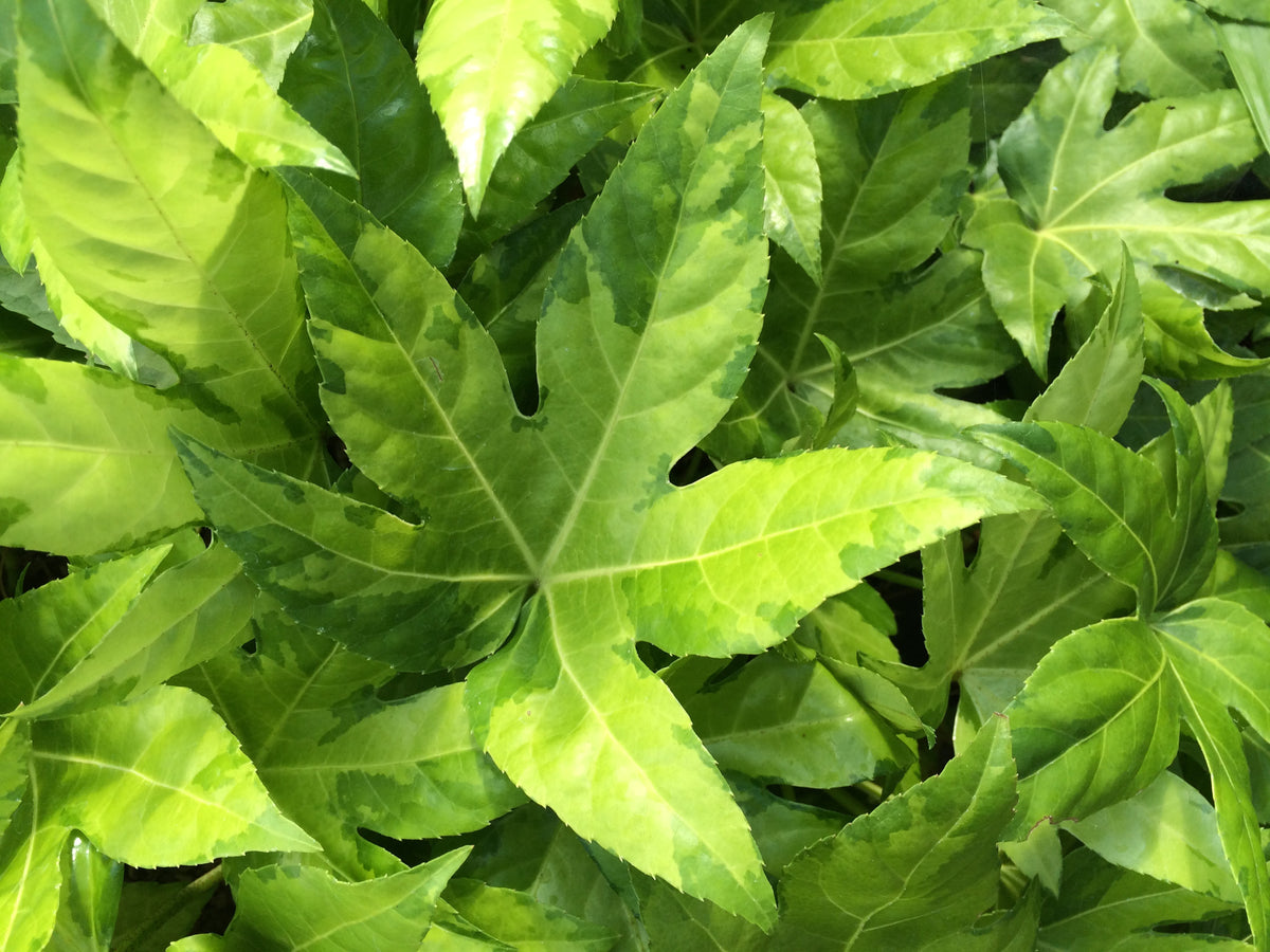 Fatsia japonica &#39;Murakumo Nishiki&#39; (Variegated Fatsia)