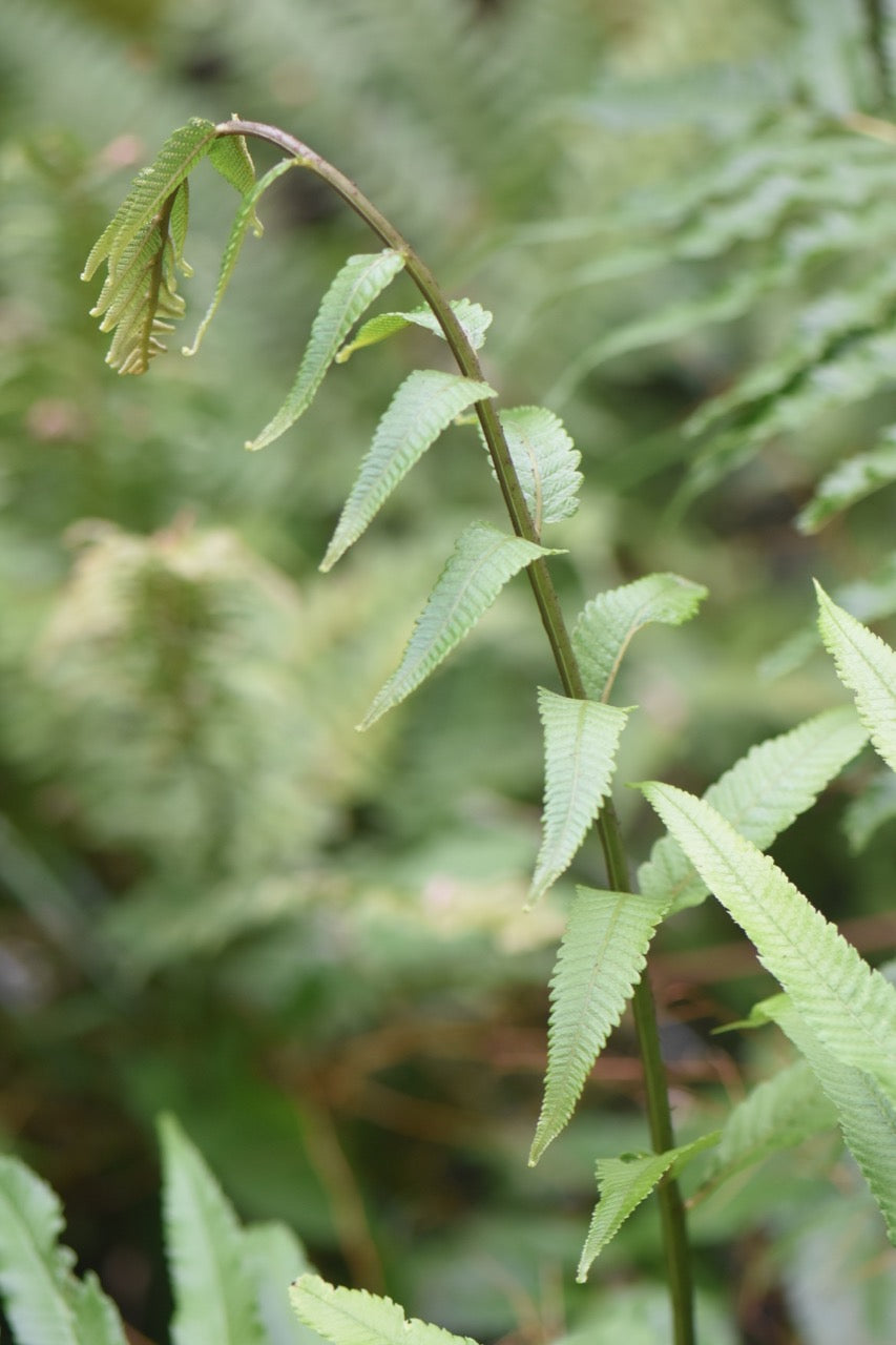 Anisocampium sp. (Hardy Fern)