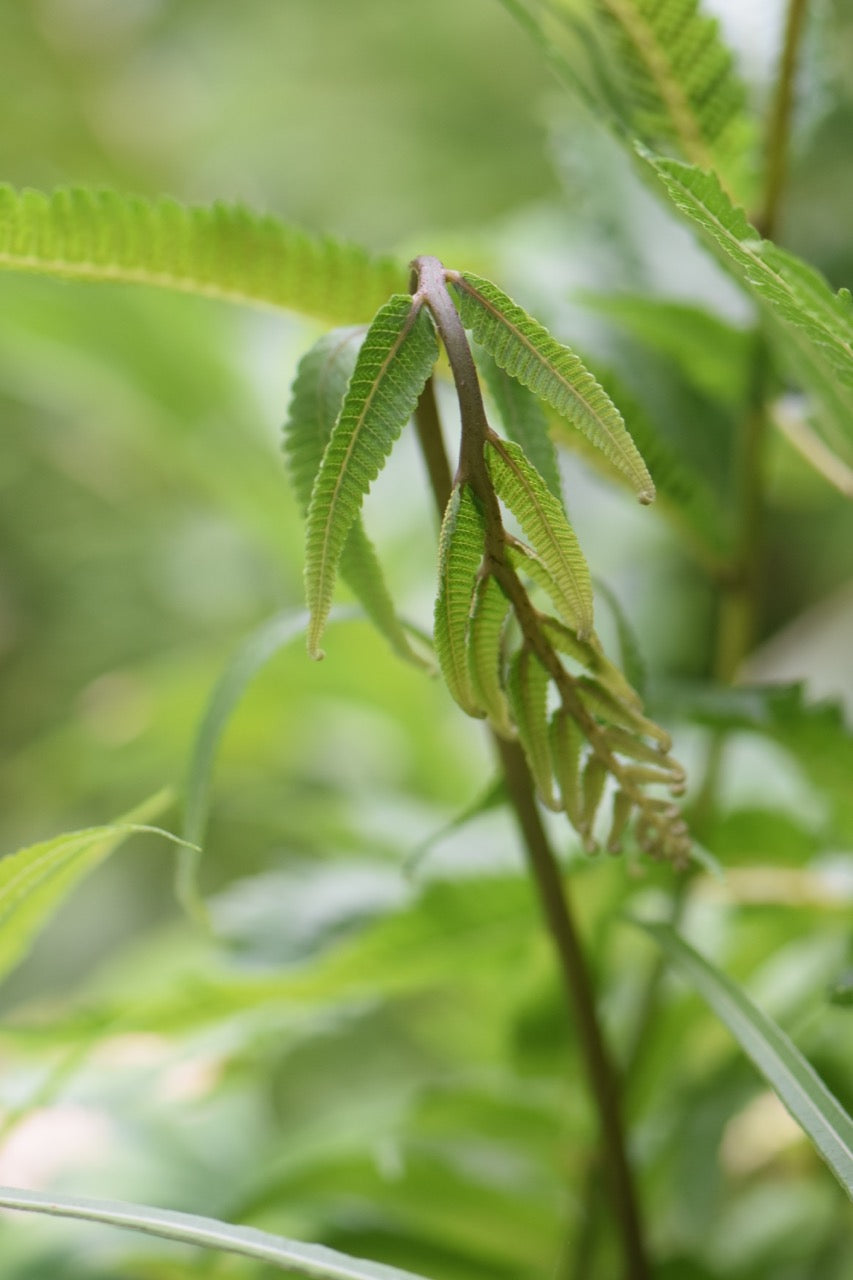Anisocampium sp. (Hardy Fern)